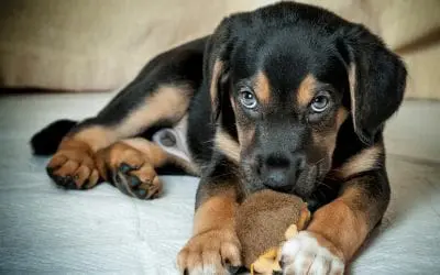 9 Home Cleaning Tips for Pet Owners