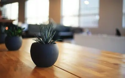 5 Ways to Decorate with Houseplants