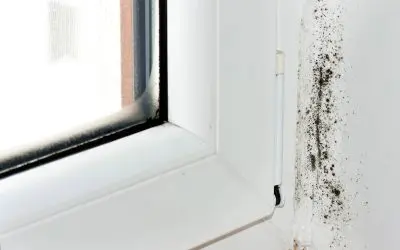 Understanding the Dangers of Mold in the Home