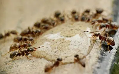 Get Rid of Ants: A Homeowner’s Step-by-Step Guide