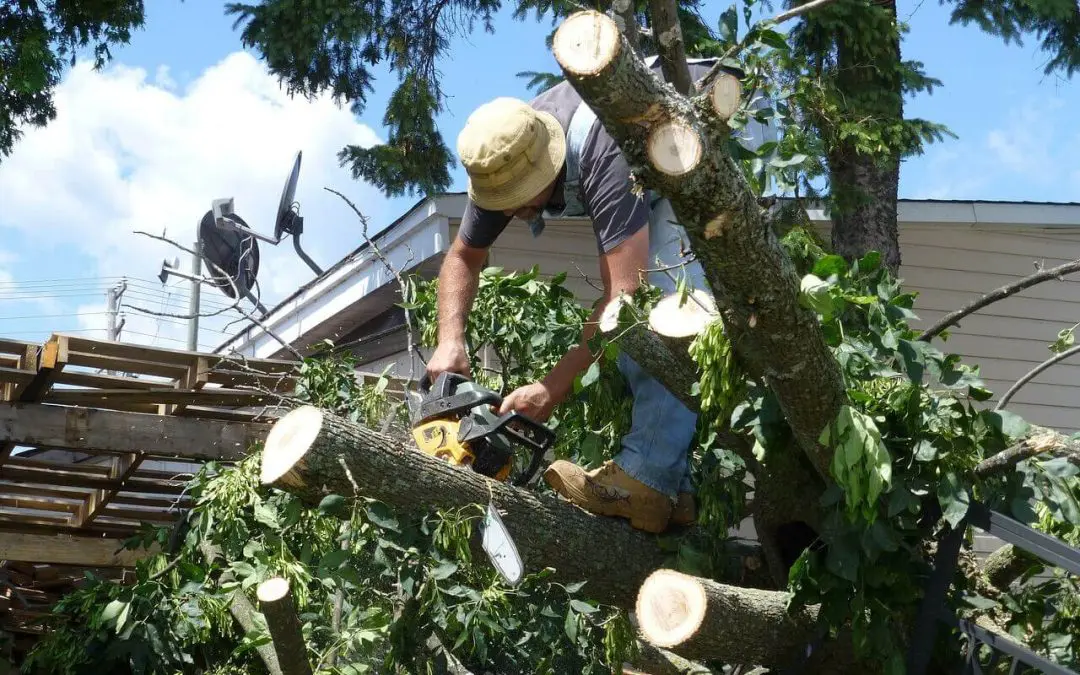 Know When to Let Go: Signs It’s Time to Remove a Tree From Your Property