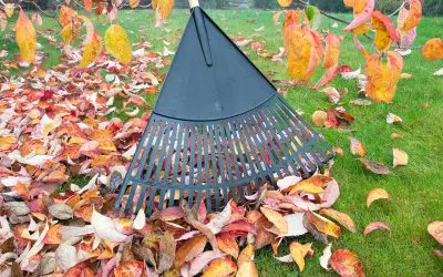 Set Your Lawn Up for Spring: Fall Lawn Maintenance That Actually Makes a Difference