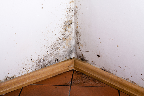 5 Signs of Mold in the Home