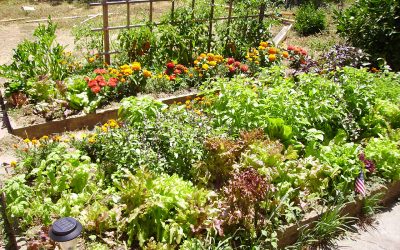 Prepare Your Garden for Spring in 6 Simple Steps