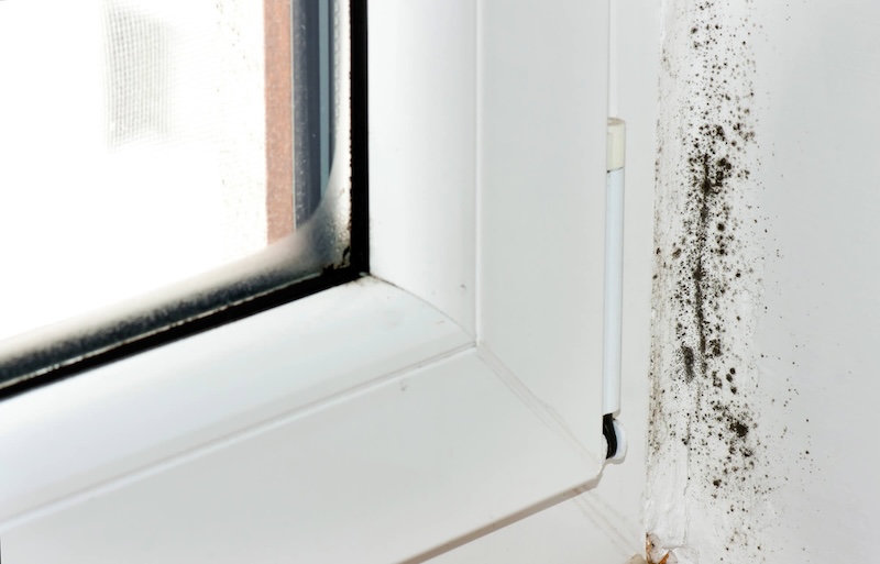 Understanding the Dangers of Mold in the Home